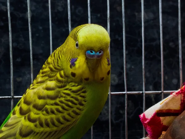 Bliższe Ujęcie Budgerigara Klatce — Zdjęcie stockowe