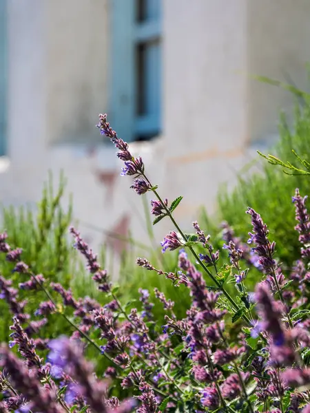 Vertikal Bild Blommande Lavendel — Stockfoto