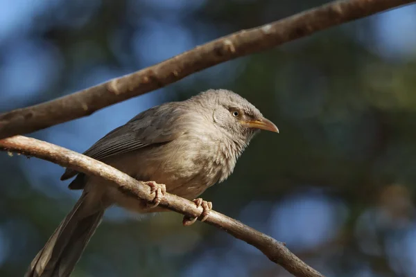 Ett Mjukt Fokus Djungel Babbler Uppflugen Gren Vid Skog — Stockfoto