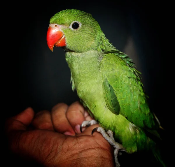 Primo Piano Piccioncino Verde Uno Sfondo Nero — Foto Stock