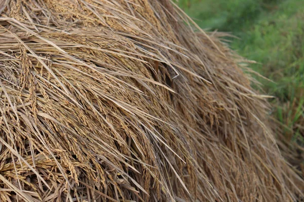 Eine Nahaufnahme Von Einem Reifen Reisbauernhof Auf Dem Feld Für — Stockfoto