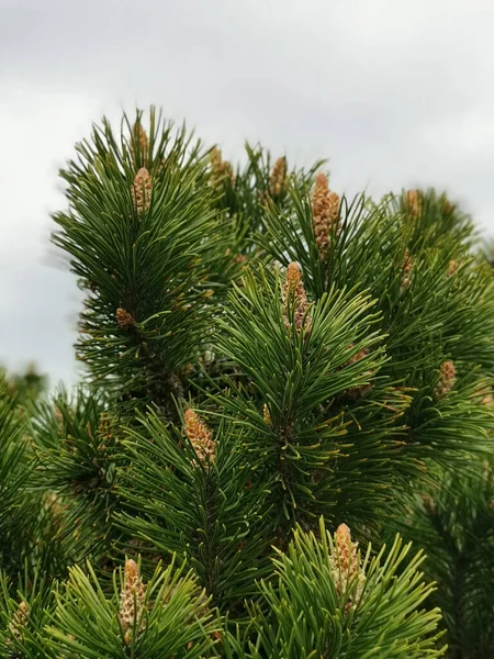 Primo Piano Verticale Rami Albero Pinus Nigra — Foto Stock