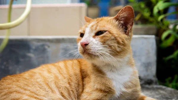 stock image a closeup shot of an orange homeless cat with a cute face lying on the staircase