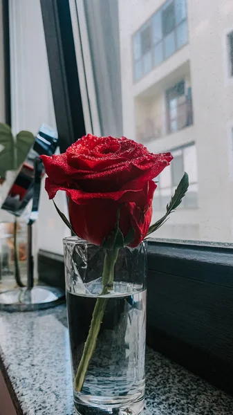 Close Uma Bela Rosa Vermelha Brilhante Com Gotas Água Vaso — Fotografia de Stock