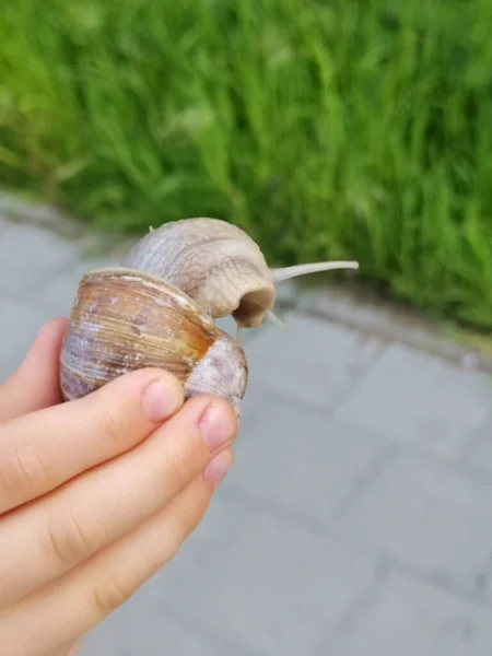 Vertical Closeup Shot Childs Hand Holding Snail — Stock Photo, Image