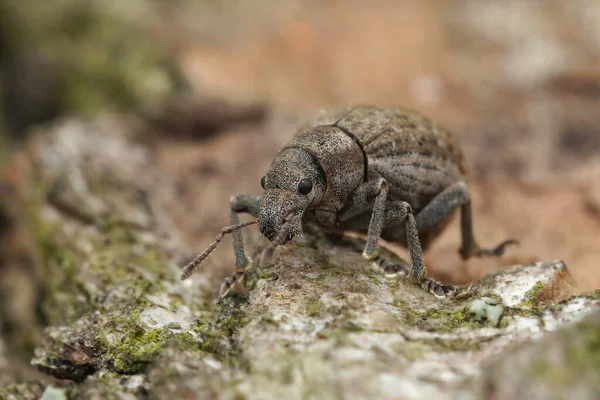 Gros Plan Petit Charançon Philopedon Plagiatus Sur Morceau Bois — Photo