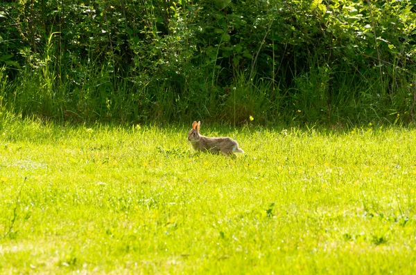 牧草地を走る可愛い毛皮のウサギ — ストック写真
