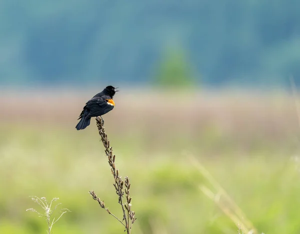 小枝の上で鳥のクローズアップショット — ストック写真