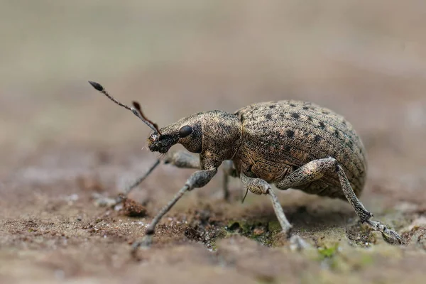 Tiro Close Gorgulho Parasita Planta Larvas Que Vivem Anos Nas — Fotografia de Stock