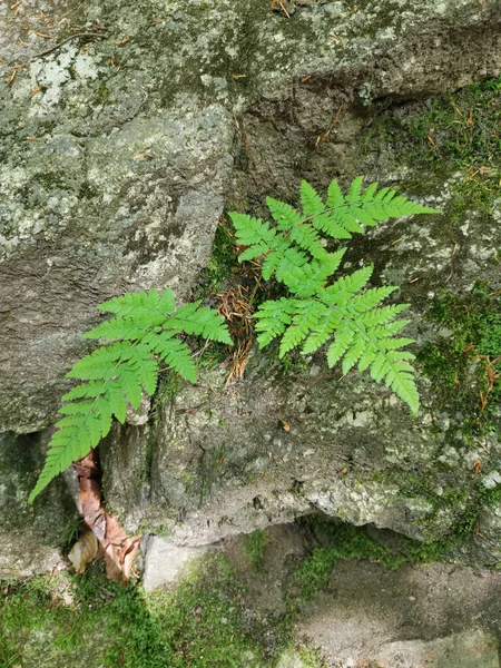 Ein Vertikaler Schuss Farnpflanze Wald — Stockfoto