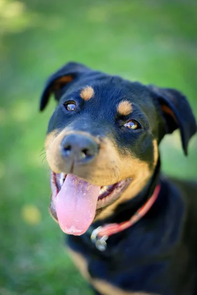 Dili Yeşil Bulanık Arka Planda Olan Sevimli Siyah Evcil Köpeğe — Stok fotoğraf