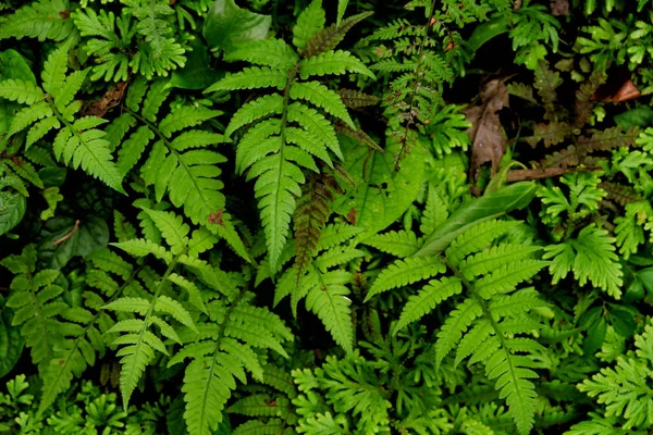 Eine Nahaufnahme Von Grünen Farnblättern Einem Wald — Stockfoto