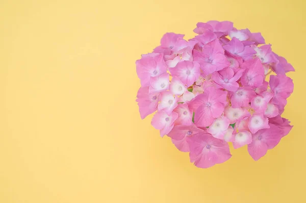 Krásné Růžové Hortenzie Žlutém Pozadí — Stock fotografie