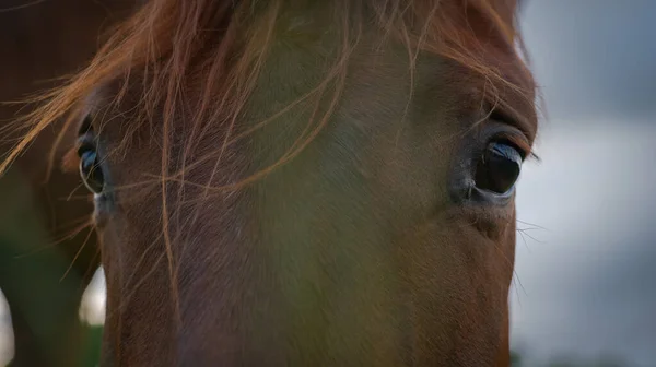 Hermoso Retrato Caballo Marrón Mirando Cámara Fondo Del Cielo — Foto de Stock