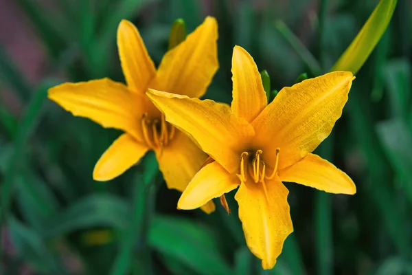 黄色のユリの開花のクローズアップショット Hemerocallis Lilioaspodelus — ストック写真