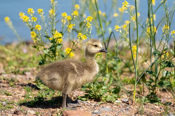 Tiro Perto Pato Pequeno Jardim — Fotografia de Stock