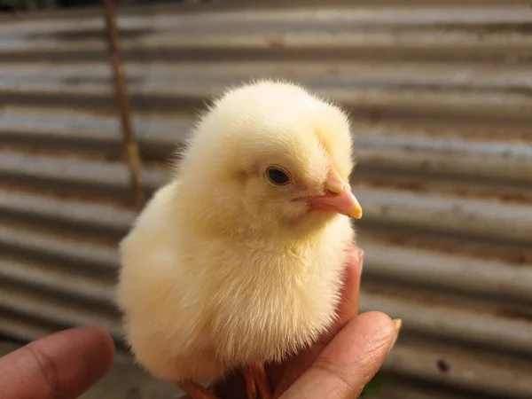 Uma Visão Uma Pessoa Segurando Pequeno Pato Amarelo Bonito Nas — Fotografia de Stock