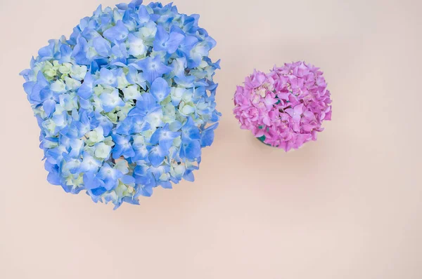 Mooie Blauwe Roze Hortensia Bloemen Een Vaas Een Lichte Ondergrond — Stockfoto