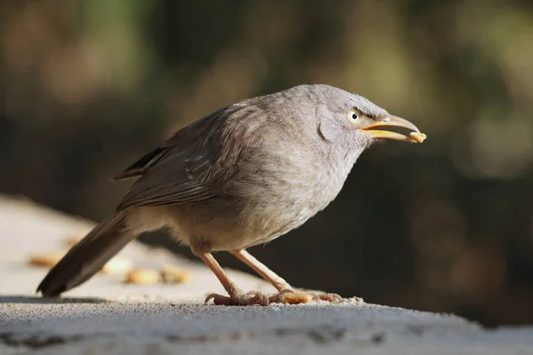 Sebuah Fokus Lembut Dari Babbler Hutan Bertengger Langkan Dengan Sepotong — Stok Foto