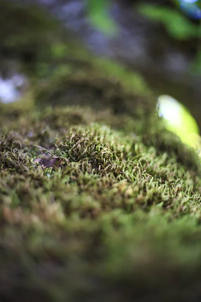 Close Vertical Detalhes Sobre Musgo — Fotografia de Stock