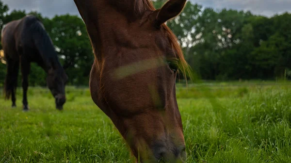 Hermoso Tiro Caballo Marrón Pastando Tierra Cultivo Fondo Del Cielo —  Fotos de Stock