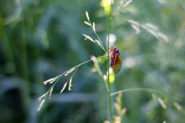 Une Prise Vue Sélective Cigale Sur Grand Brin Herbe — Photo