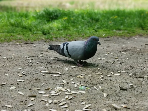 地面からひまわりの種を食べる鳩 — ストック写真