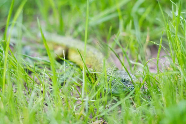 Une Vue Rapprochée Lézard Vert Dans Prairie Par Une Journée — Photo
