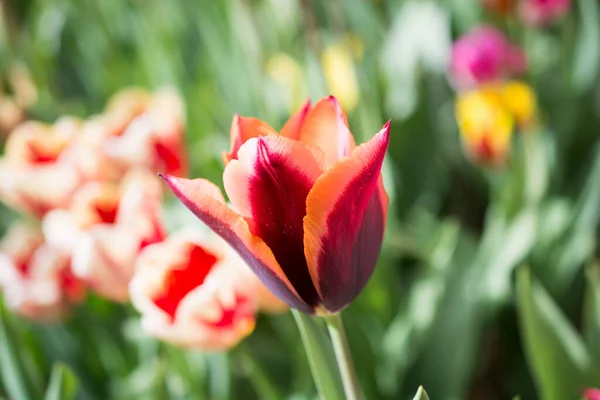 Eine Nahaufnahme Einer Blühenden Dunkelroten Tulpe — Stockfoto