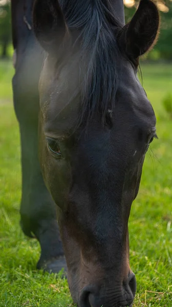 Porträt Eines Schönen Braunen Pferdes Das Auf Dem Ackerland Weidet — Stockfoto
