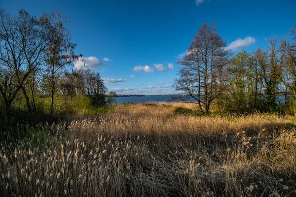 Krásný Výhled Pole Suchou Trávou Stromy Moře — Stock fotografie