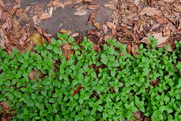 Primer Plano Hojas Verdes Creciendo Suelo Bosque — Foto de Stock