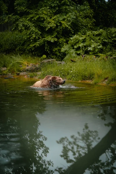 Vertikal Bild Björn Som Simmar Damm Vid Skog — Stockfoto