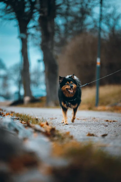 Sonbahar Parkında Yürüyen Sevimli Bir Köpeğin Dikey Görüntüsü — Stok fotoğraf