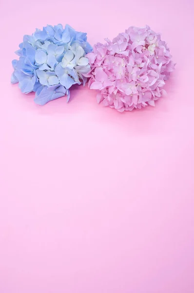 ピンクの背景に美しいピンクと青のアジサイ — ストック写真