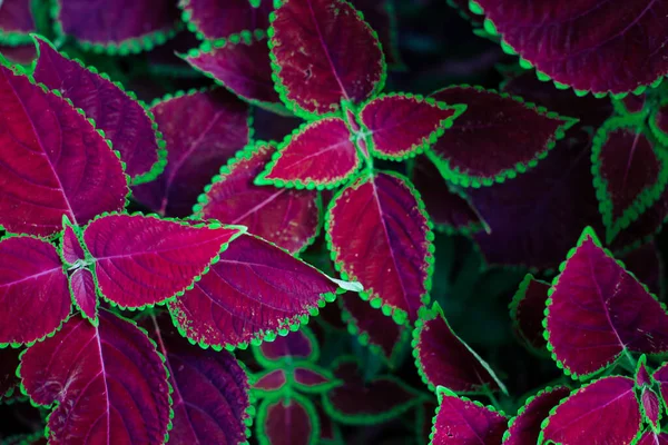 Une Vue Dessus Une Plante Coleus Avec Congé Violet Vert — Photo