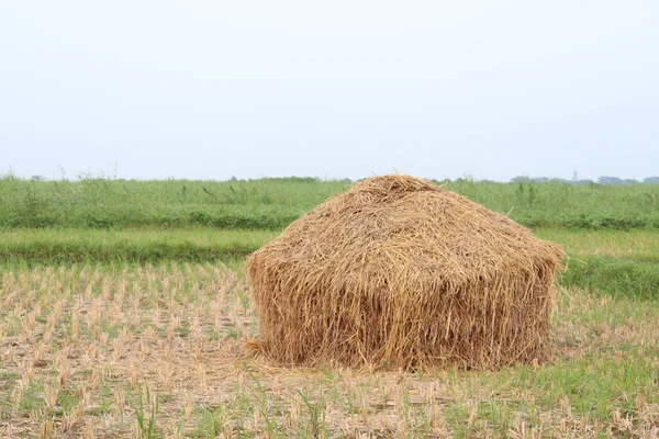 Detailní Pohled Suchý Paddy Tree Stock Farmě Pro Krávy Jíst — Stock fotografie