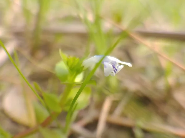 Výstřik Čerstvých Květin Rozkvětu — Stock fotografie