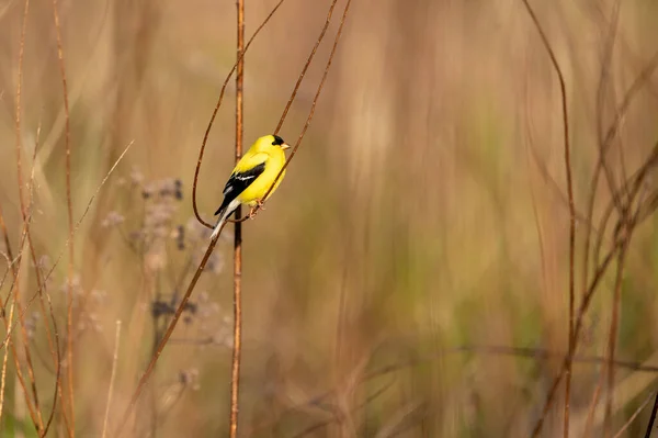 Een Close Shot Van Een Prachtige Vogel Een Twijg — Stockfoto