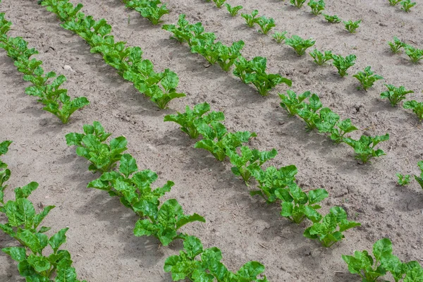 Tiro Alto Ângulo Beterraba Açucareira Cultivada Campo Agrícola — Fotografia de Stock