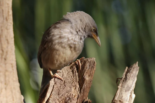 Soft Focus Jungle Babbler Perched Branch Forest — Stock Photo, Image