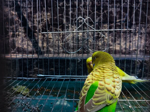Μια Κοντινή Λήψη Από Παπαγάλους Ένα Κλουβί — Φωτογραφία Αρχείου