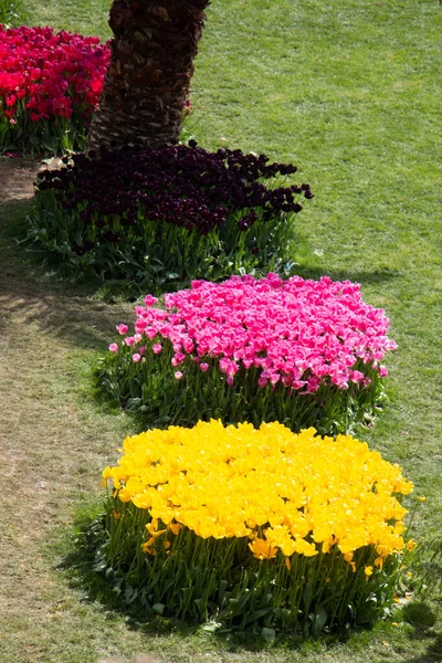 Vertikal Bild Klasar Färgglada Blommande Tulpaner — Stockfoto