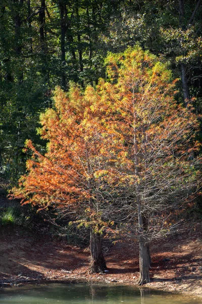 池の近くの秋の木々の垂直ショット — ストック写真