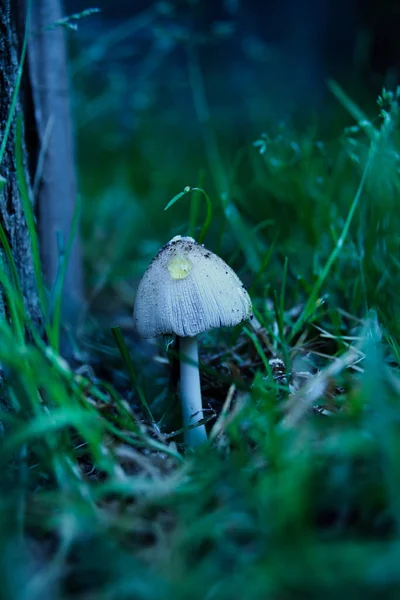 Vertical Shot Growing Coprinellus Truncorum Mushroom — Stock Photo, Image