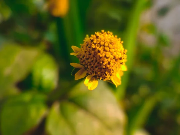 Ein Schuss Einer Schönen Gelben Blume — Stockfoto