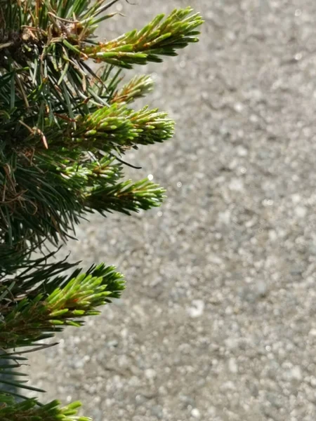 Vertical Closeup Shot Pine Tree Branches Cement — Stock Photo, Image