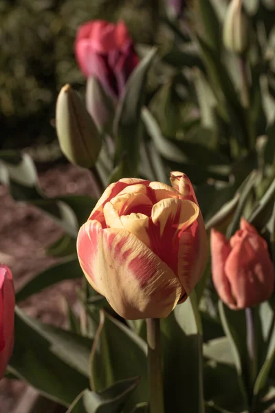 Une Belle Tulipe Multicolore Cultivée Dans Champ — Photo