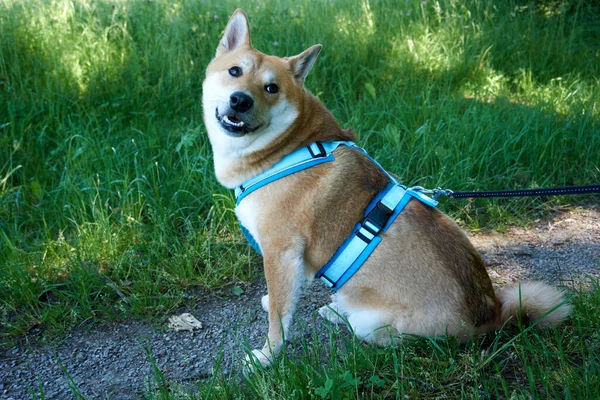 Egy Arckép Egy Shiba Inu Kutyáról Ami Füvön — Stock Fotó