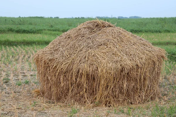 Nahaufnahme Eines Trockenen Reisbaumbestandes Auf Einem Bauernhof Zum Kuhessen — Stockfoto